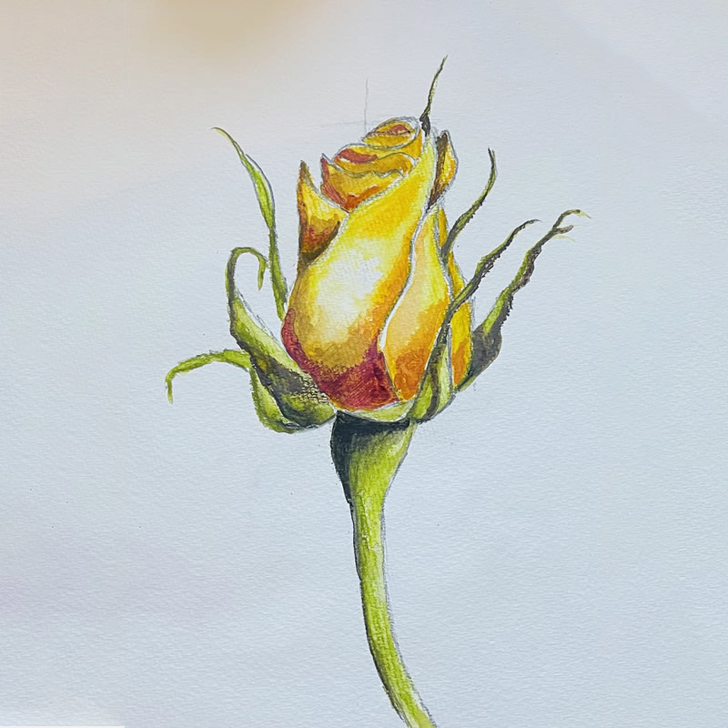 A yellow yellow rose - Product - Floral Category